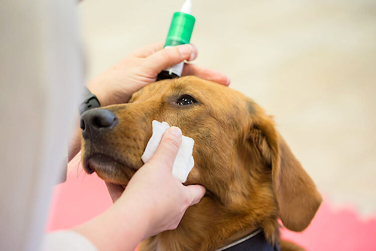Hund wird am Auge behandelt